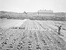 Vegetable garden at agricultural research station near Brandon, Manitoba