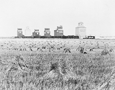 Field of stooked wheat beside six grain elevators, Champion, Alberta