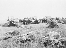 Lieurs au travail à la ferme Lockwood, au nord de Dauphin (Manitoba)